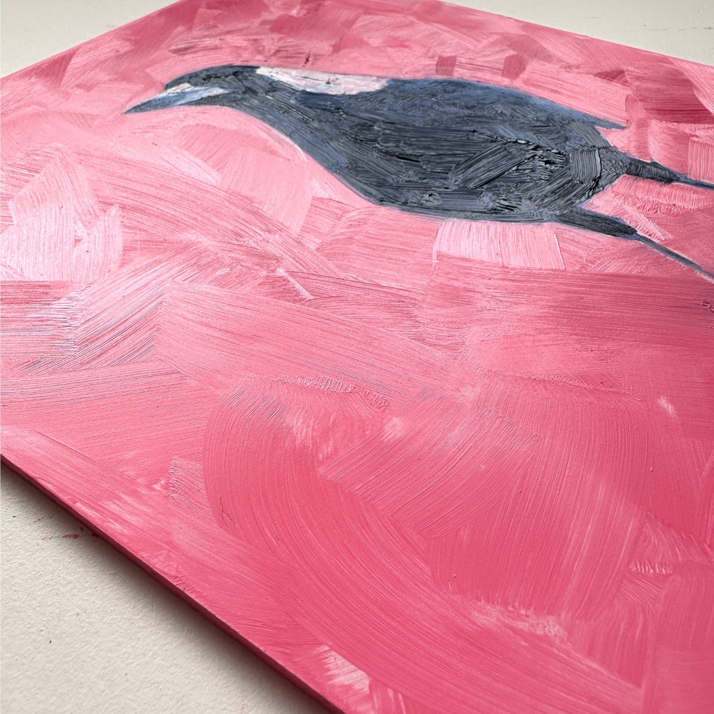closeup of a fine art contemporary original oil painting of a navy blue and white magpie on a textured pink background