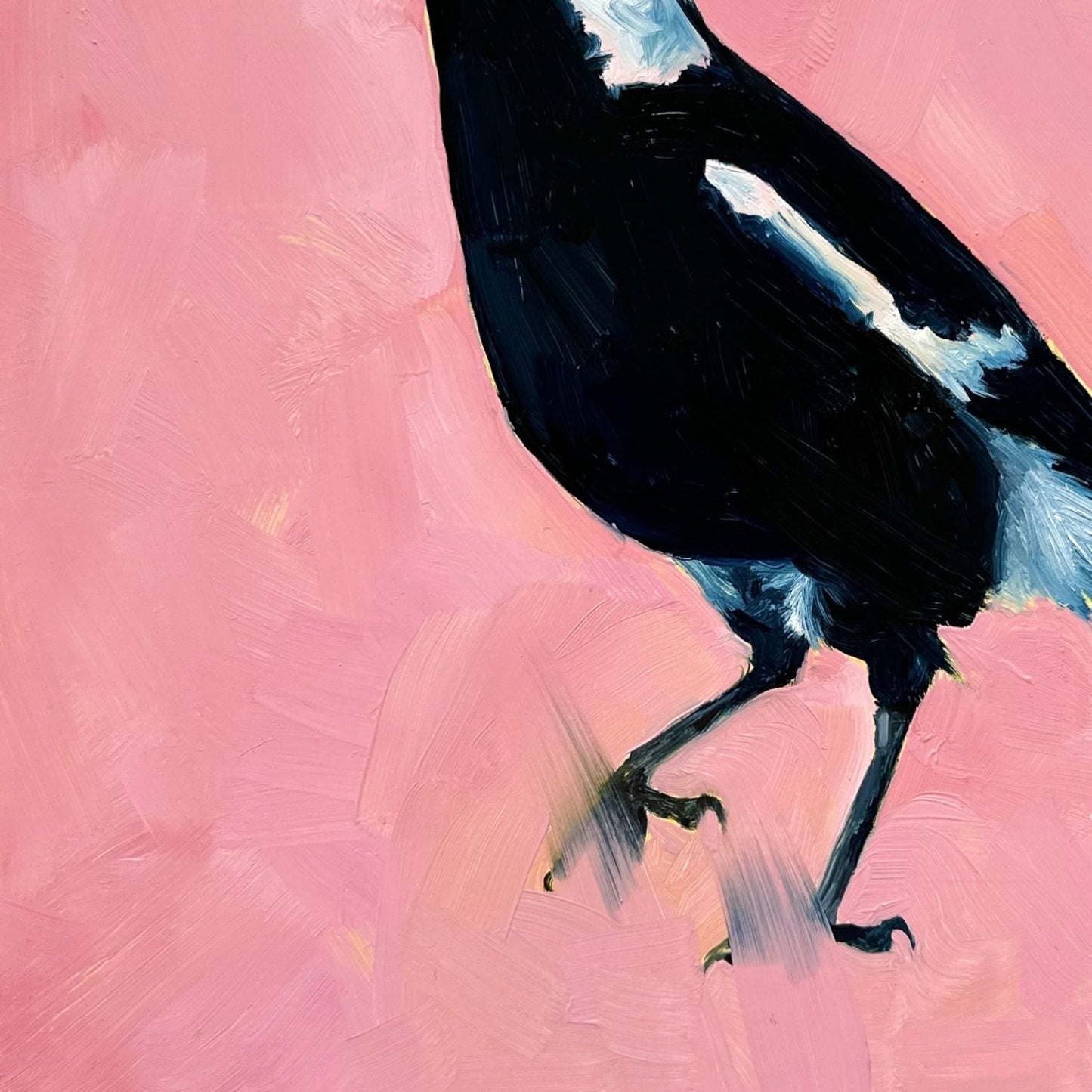 modern and contemporary original oil painting of a colourful navy blue and white magpie on a textured bubble gum pink background
