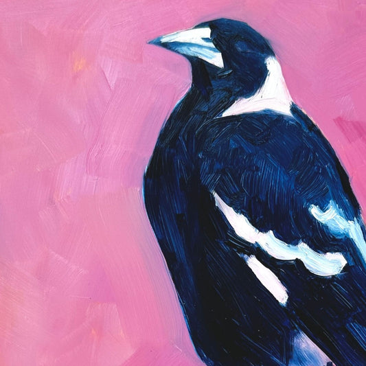 closeup of an original oil painting of a navy blue and white magpie on a textured bright pink background