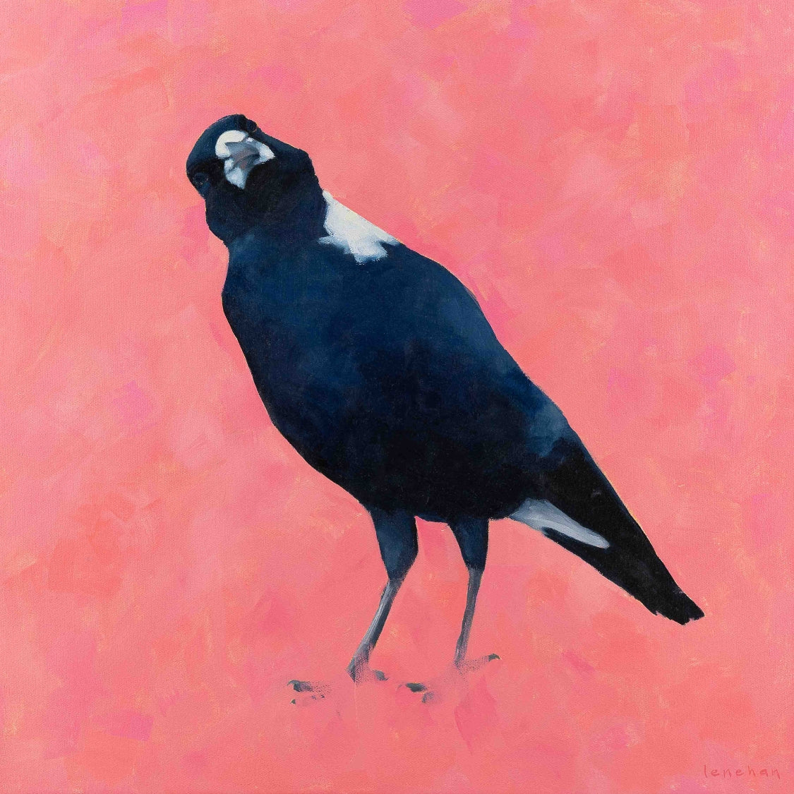 fine art canvas print of an australian magpie on a textured pink background