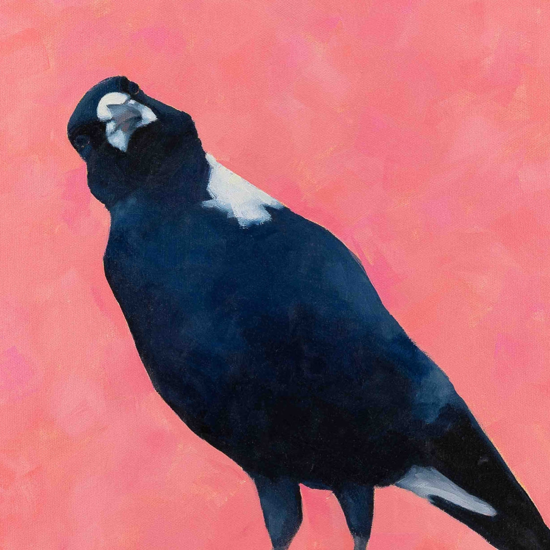 fine art canvas print of an australian magpie on a textured pink background
