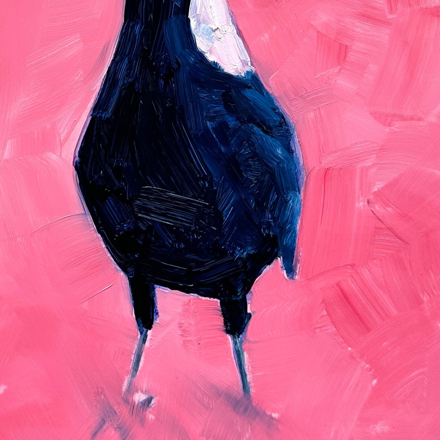 closeup of a fine art contemporary original oil painting of a navy blue and white magpie on a textured pink background