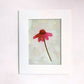 original oil painting of an echinacea flower with pink petals in a textured blue green background