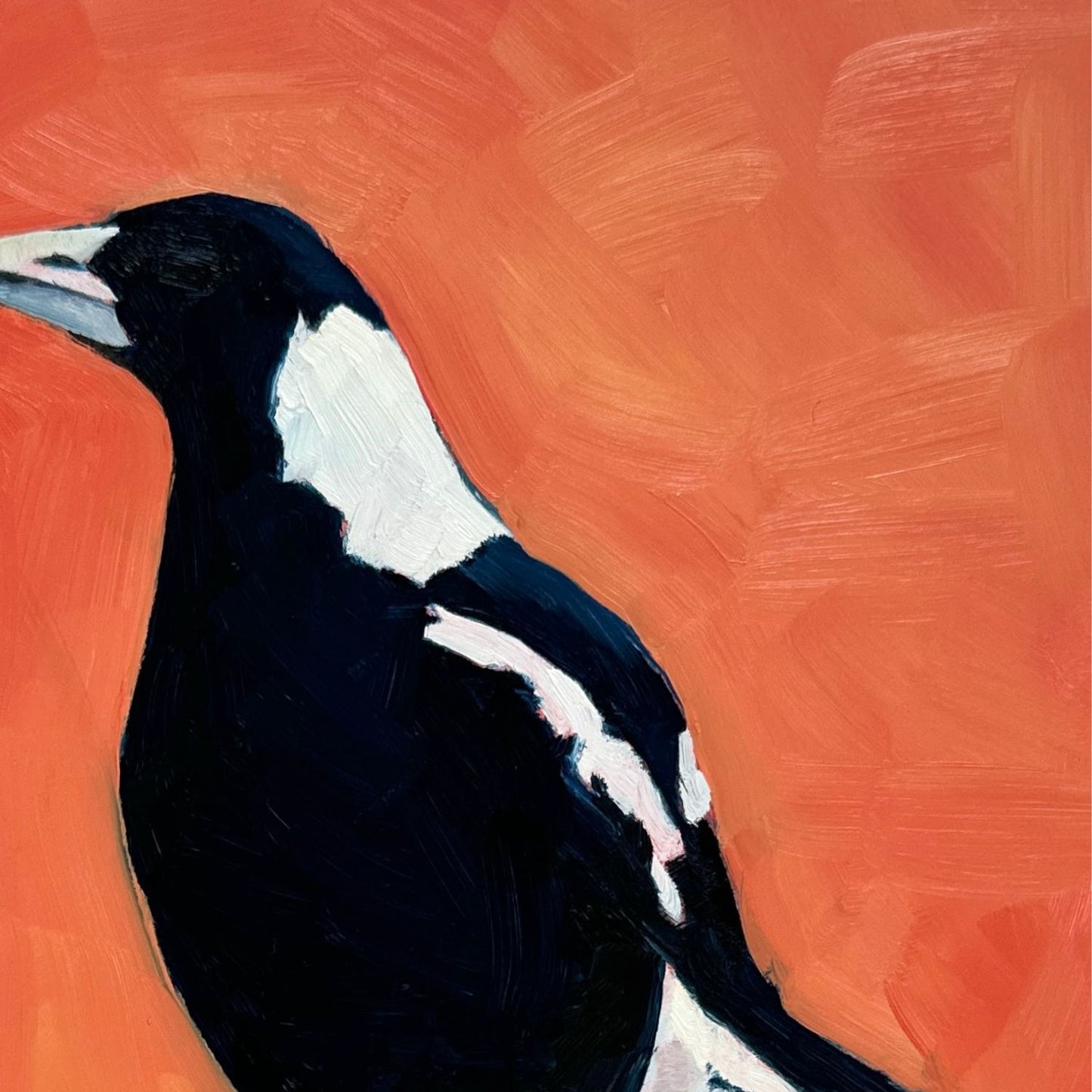 modern and contemporary original oil painting of a navy blue and white magpie on a textured bright orange background