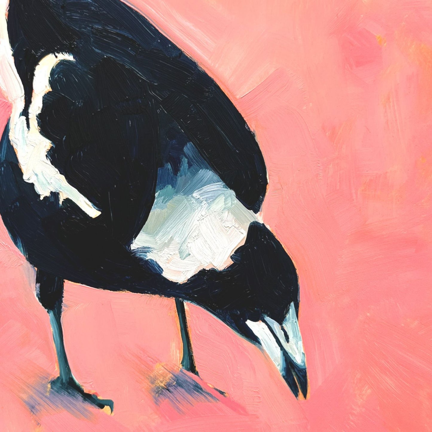 contemporary and modern original oil painting of a navy blue and white magpie on a textured warm pink background